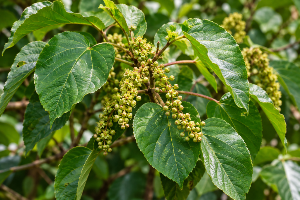 Alchornea cordifolia leaves and flowers